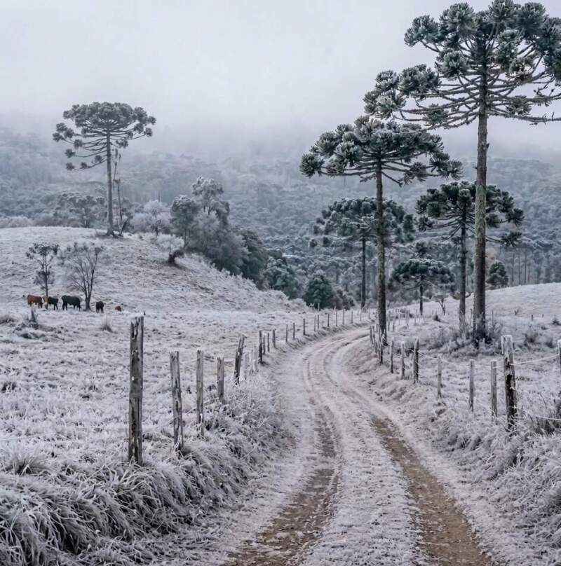 Frío y heladas marcarán el miércoles en Misiones