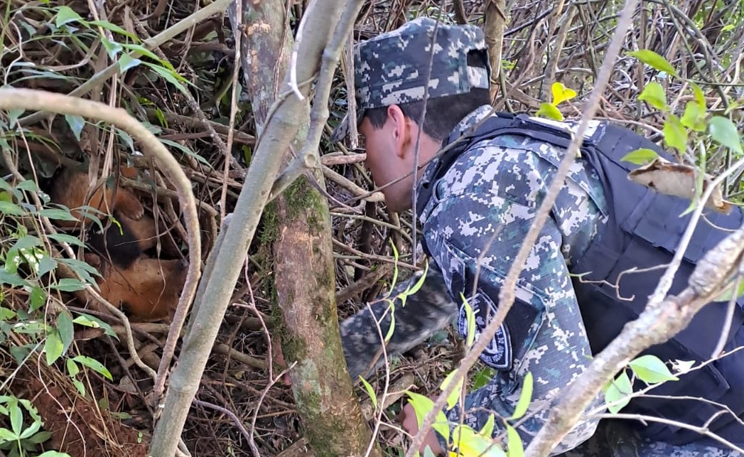 Rescataron a un oso hormiguero herido sobre la ruta provincial 4 en Dos Arroyos 2 4 - oso2 - 3