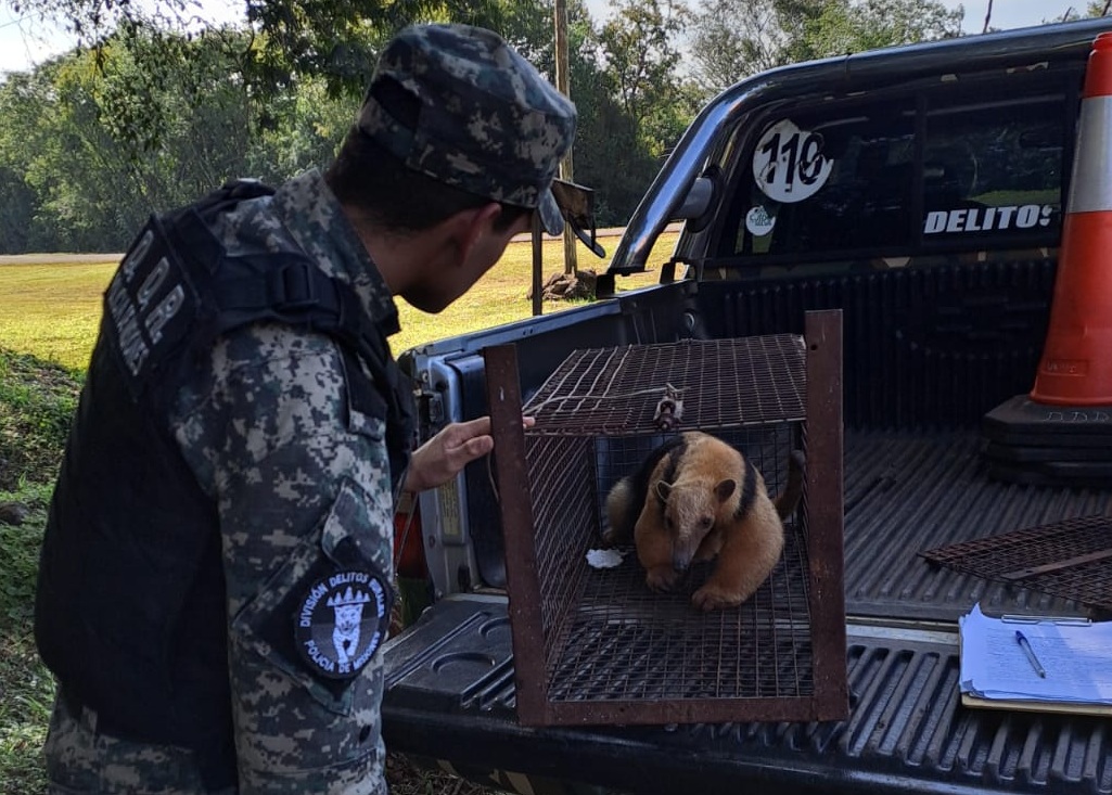 Rescataron a un oso hormiguero herido sobre la ruta provincial 4 en Dos Arroyos 1 2 - oso3 - 1