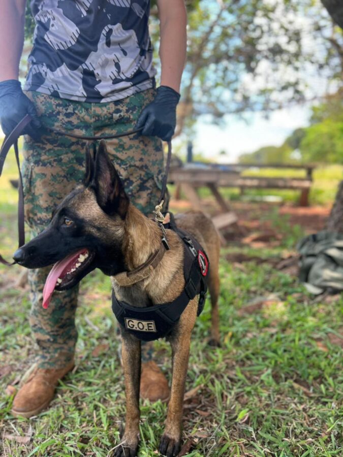 La Policía de Misiones fortalece su Unidad K9 con nuevos binomios para búsquedas y operativos especiales 1 2 - perros polis 1 - 1