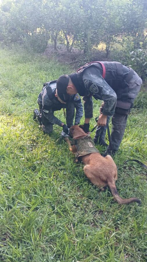 La Policía de Misiones fortalece su Unidad K9 con nuevos binomios para búsquedas y operativos especiales 10 20 - perros polis 10 - 19