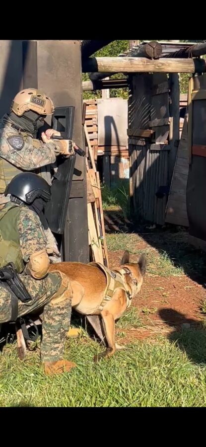 La Policía de Misiones fortalece su Unidad K9 con nuevos binomios para búsquedas y operativos especiales 3 6 - perros polis 3 - 5