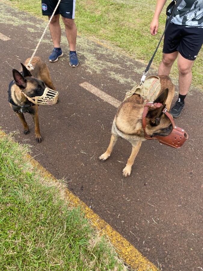 La Policía de Misiones fortalece su Unidad K9 con nuevos binomios para búsquedas y operativos especiales 4 8 - perros polis 4 - 7