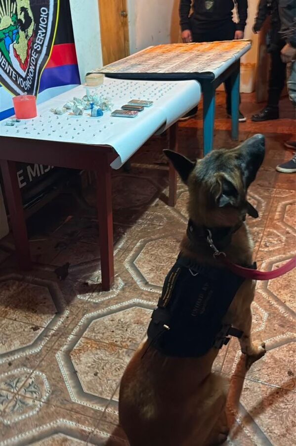 La Policía de Misiones fortalece su Unidad K9 con nuevos binomios para búsquedas y operativos especiales 5 10 - perros polis 5 - 9