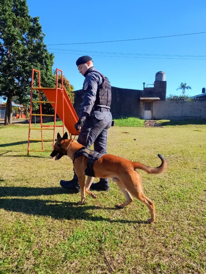 La Policía de Misiones fortalece su Unidad K9 con nuevos binomios para búsquedas y operativos especiales 6 12 - perros polis 6 - 11