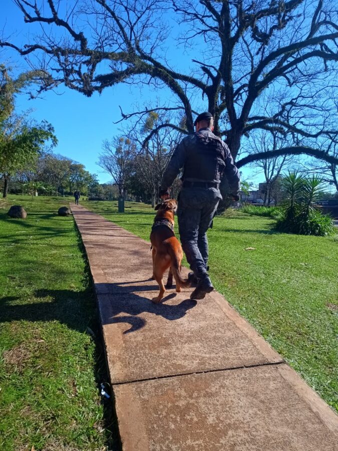 La Policía de Misiones fortalece su Unidad K9 con nuevos binomios para búsquedas y operativos especiales 8 16 - perros polis 8 - 15