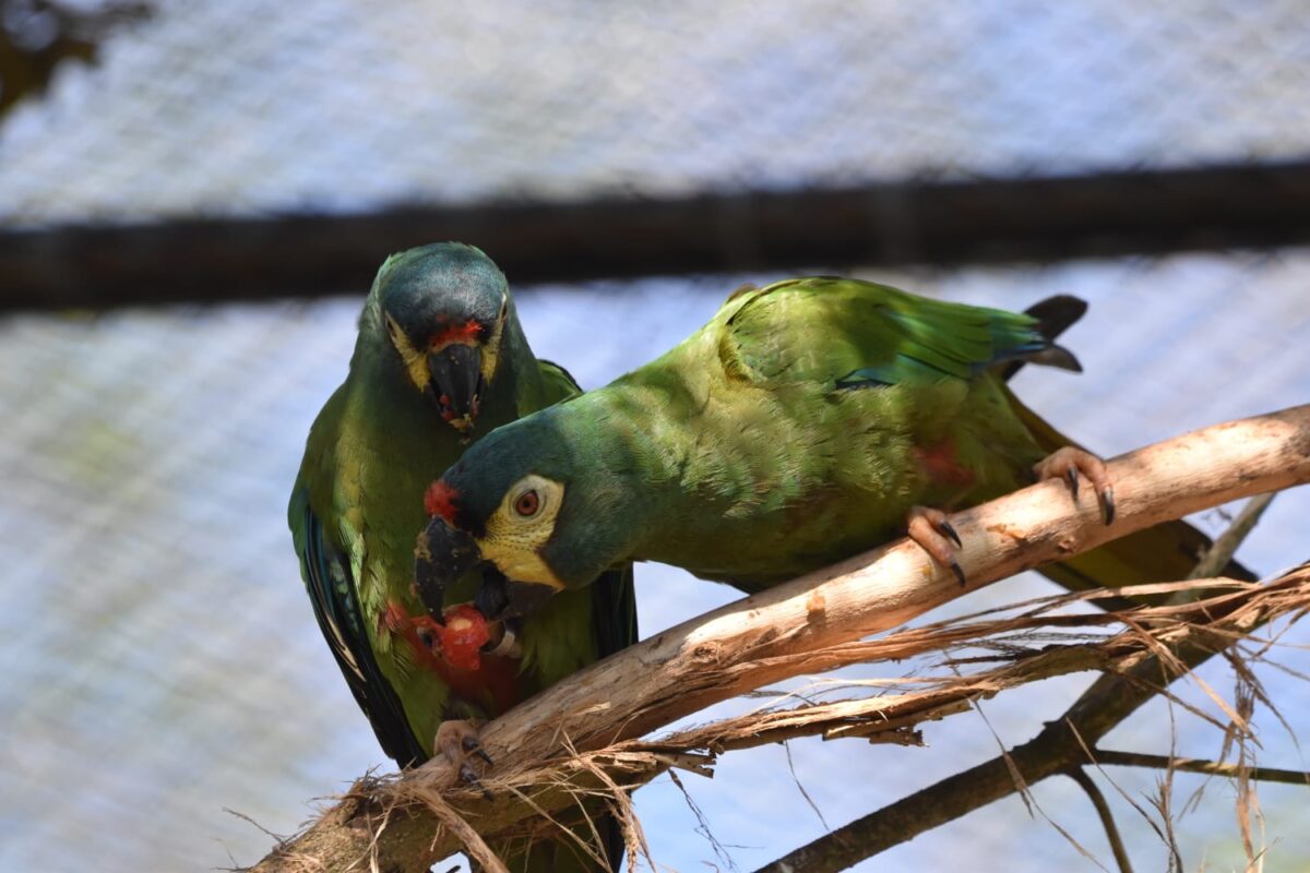 Misiones impulsa el regreso del maracaná lomo rojo, una especie extinta en el país desde 1988 1 2 - proyecto maracana 1 - 1