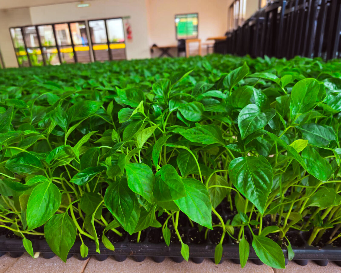 Más de 50 familias tabacaleras de Misiones incorporan el pimiento como alternativa productiva