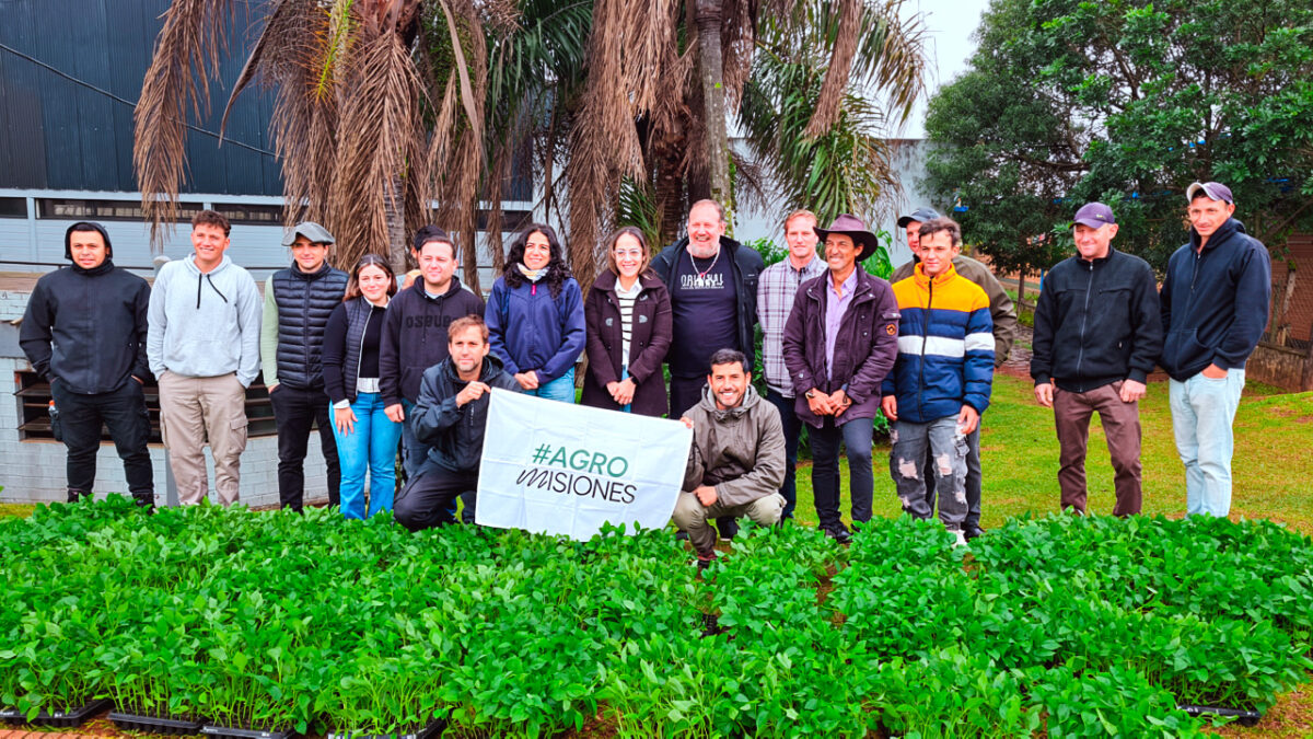 Más de 50 familias tabacaleras de Misiones incorporan el pimiento como alternativa productiva 1 2 - Mas de 50 familias tabacaleras de Misiones incorporan el pimiento como alternativa productiva 2 - 1