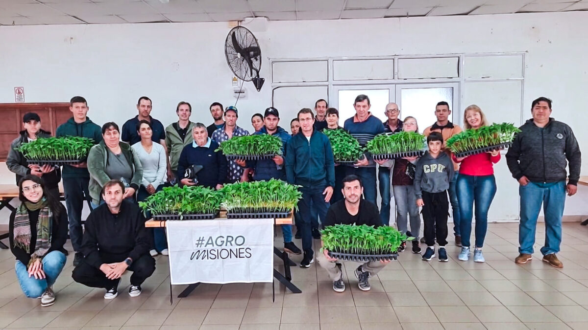 Más de 50 familias tabacaleras de Misiones incorporan el pimiento como alternativa productiva 2 4 - Mas de 50 familias tabacaleras de Misiones incorporan el pimiento como alternativa productiva 3 - 3