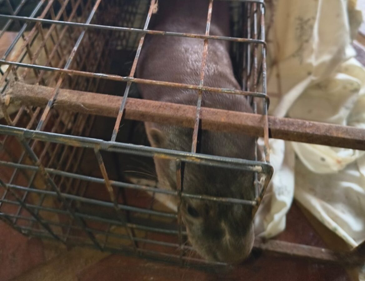 Rescataron y pusieron a resguardo a un lobito de río hallado debajo de un vehículo en Posadas
