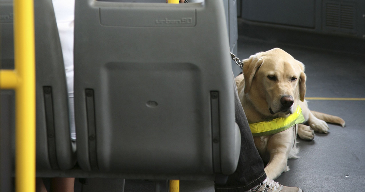 mascotas en colectivos