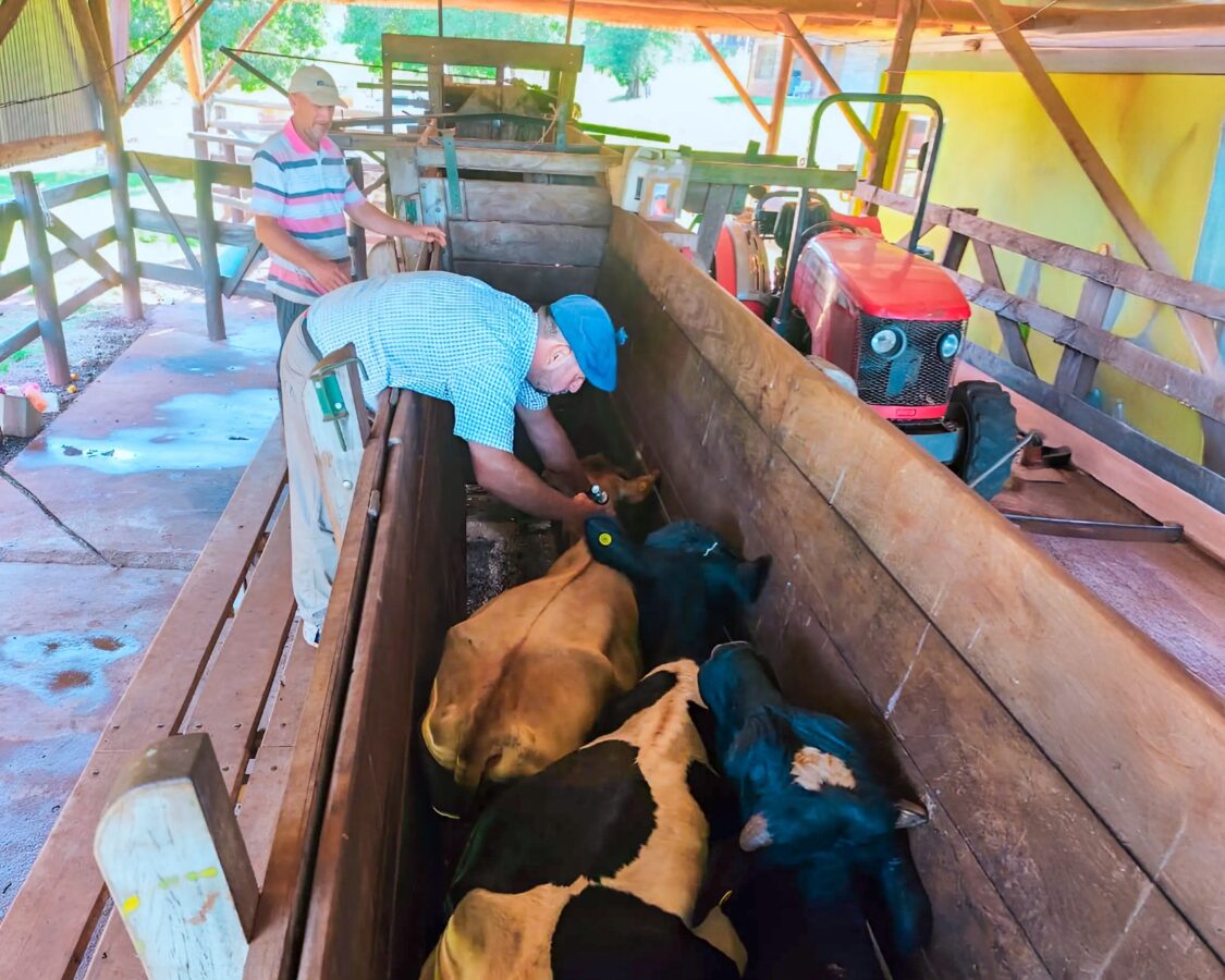 Misiones vacunó más de 34.500 cabezas de ganado contra la fiebre aftosa y refuerza su sanidad ganadera 1 2 - Misiones vacuno mas de 34.500 cabezas de ganado contra la fiebre aftosa y refuerza su sanidad ganadera 1 - 1