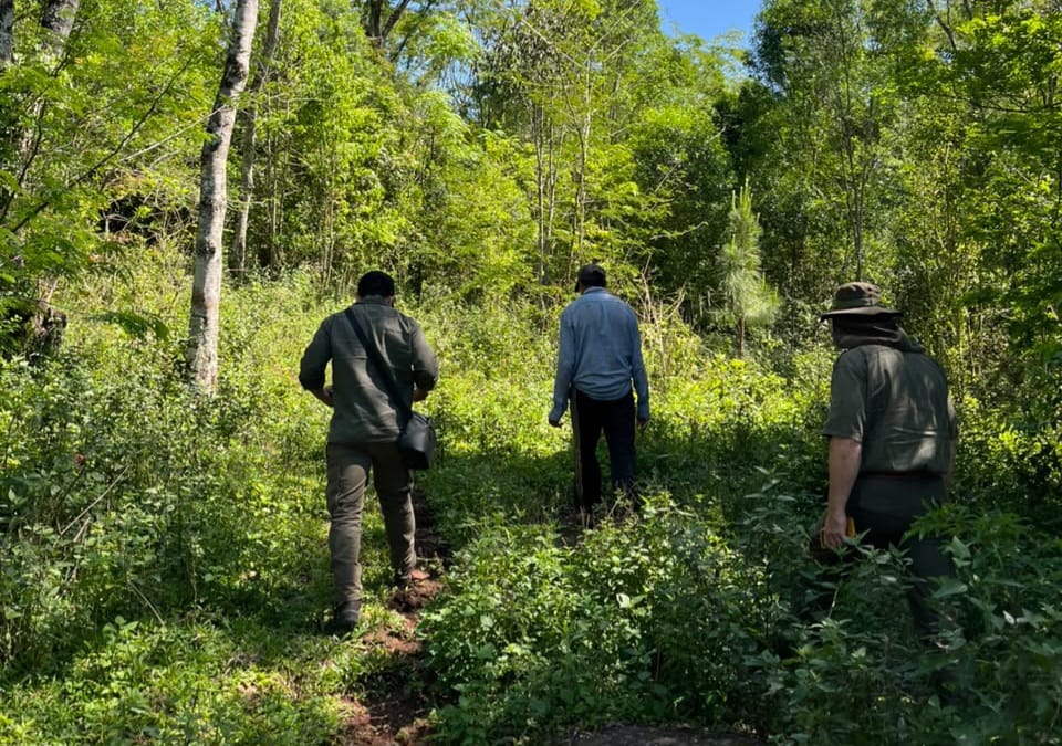 Detectaron aserrado de madera nativa y secuestraron un camión durante controles forestales en Misiones 8 16 - madera nativa 11 - 15