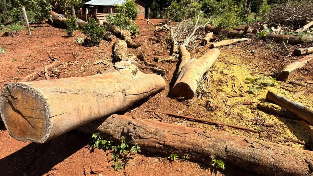Detectaron aserrado de madera nativa y secuestraron un camión durante controles forestales en Misiones 4 8 - madera nativa 6 - 7