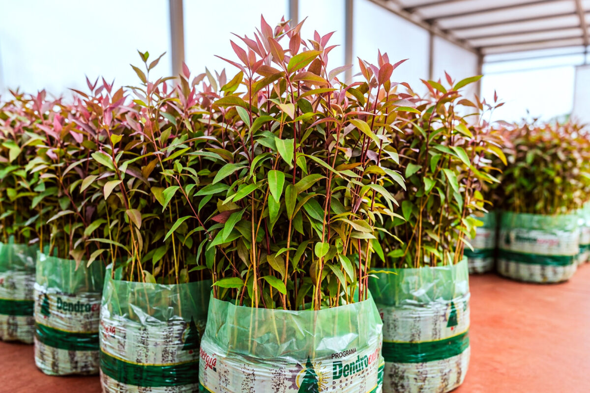 plantines-de-eucalipto