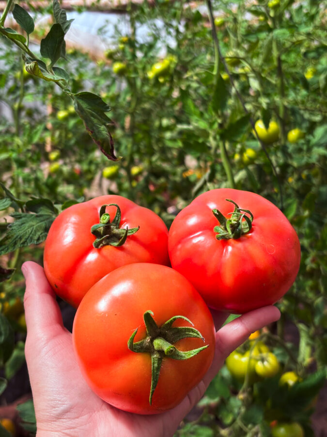 Familias tabacaleras de Misiones incorporan el cultivo de tomate y ya comercializan sus primeras cosechas 3 6 - Diversificacion productiva 27 10 26 01 - 5