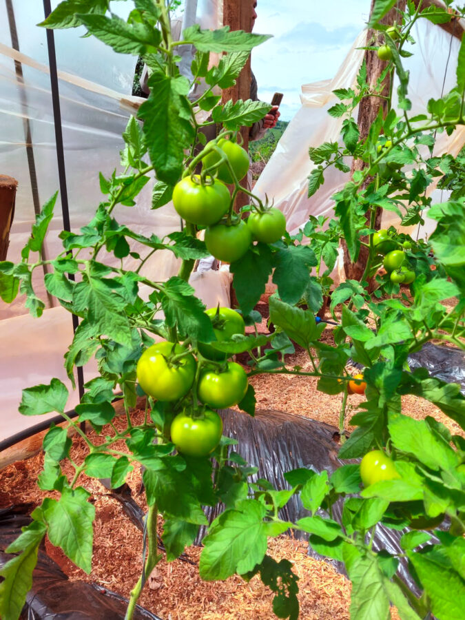 Familias tabacaleras de Misiones incorporan el cultivo de tomate y ya comercializan sus primeras cosechas 2 4 - Diversificacion productiva 27 10 26 03 - 3