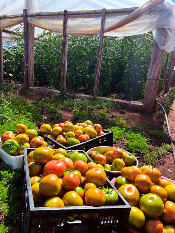 Familias tabacaleras de Misiones incorporan el cultivo de tomate y ya comercializan sus primeras cosechas 1 2 - Diversificacion productiva 27 10 26 04 - 1