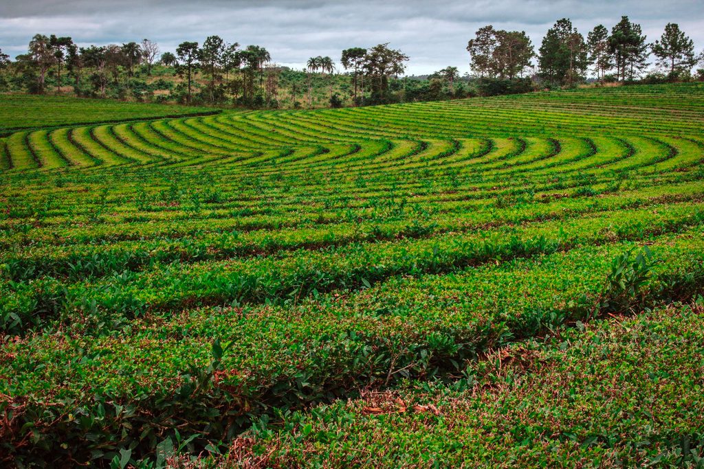 Misiones sostiene el financiamiento al sector tealero con créditos a tasa subsidiada y beneficios bancarios 1 2 - Produccion te misiones 04 - 1