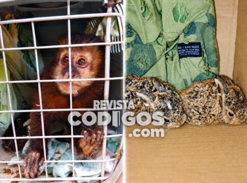 La Policía de Misiones realizó múltiples rescates de animales silvestres y domésticos en siete local...