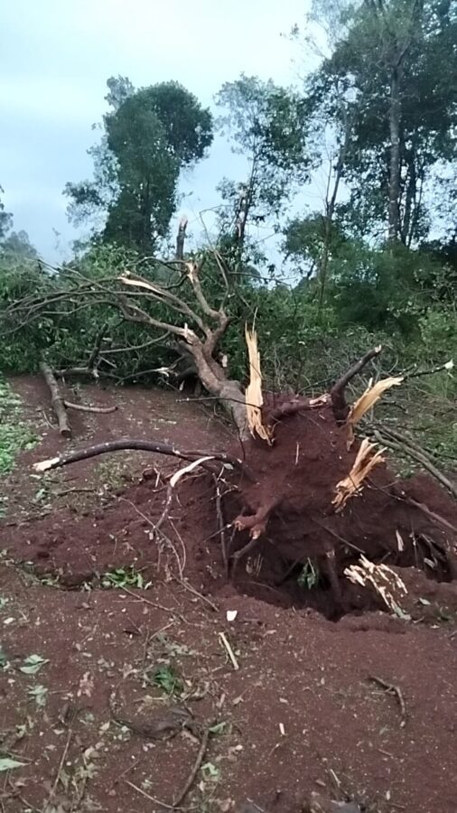 Un fuerte temporal con granizo y vientos intensos provocó destrozos en Andresito 2 4 - WhatsApp Image 2026 10 24 at 18.59.30 1 - 3