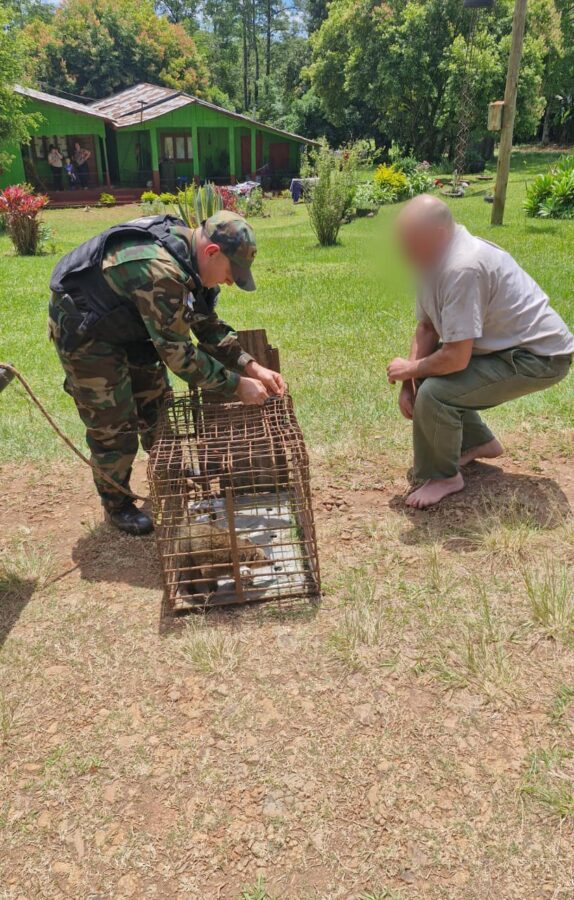 La Policía de Misiones realizó múltiples rescates de animales silvestres y domésticos en siete localidades 3 6 - animales rescatados 1 - 5