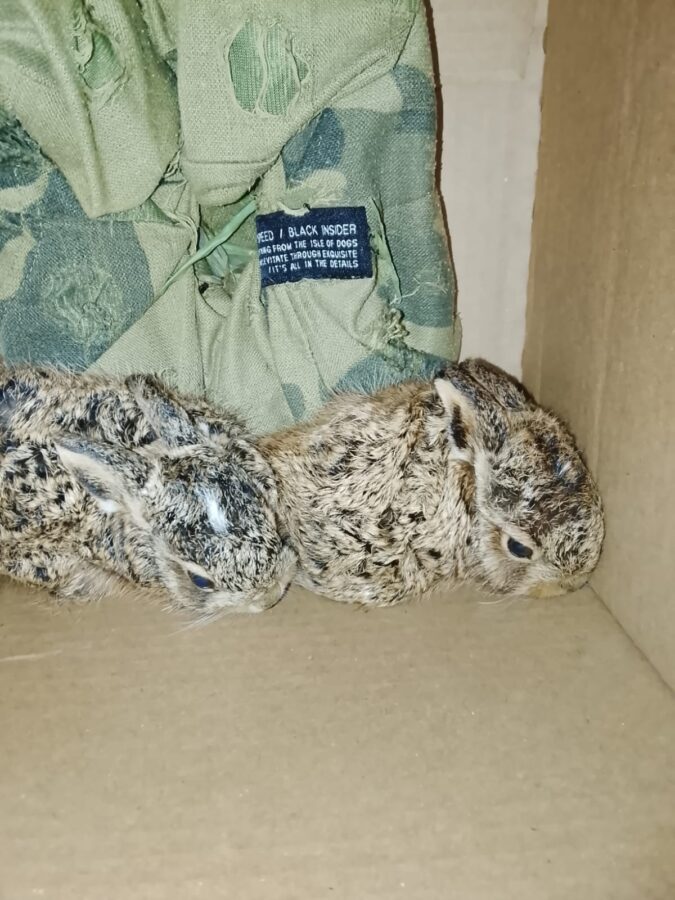 La Policía de Misiones realizó múltiples rescates de animales silvestres y domésticos en siete localidades 1 2 - animales rescatados 2 - 1
