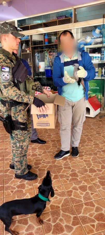 La Policía de Misiones realizó múltiples rescates de animales silvestres y domésticos en siete localidades 2 4 - animales rescatados 3 - 3