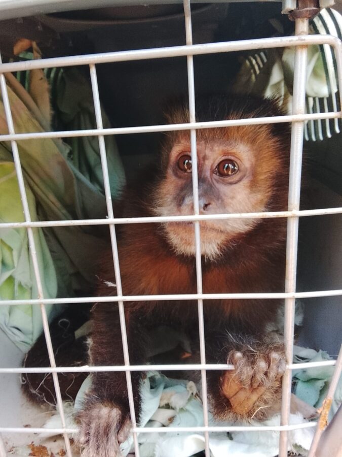 La Policía de Misiones realizó múltiples rescates de animales silvestres y domésticos en siete localidades 8 16 - animales rescatados 4 - 15