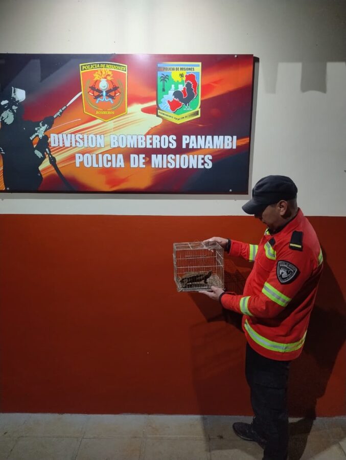 La Policía de Misiones realizó múltiples rescates de animales silvestres y domésticos en siete localidades 4 8 - animales rescatados 5 - 7