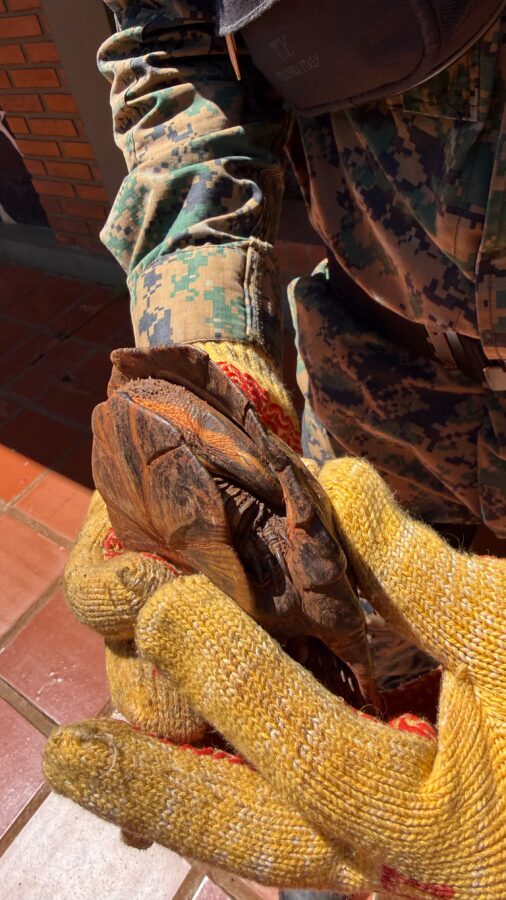 La Policía de Misiones realizó múltiples rescates de animales silvestres y domésticos en siete localidades 5 10 - animales rescatados 6 - 9