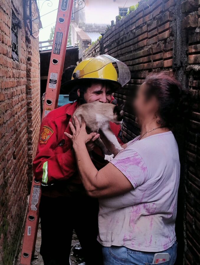 La Policía de Misiones realizó múltiples rescates de animales silvestres y domésticos en siete localidades 6 12 - animales rescatados 7 - 11