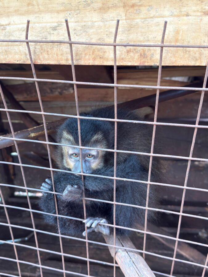 La Policía de Misiones realizó múltiples rescates de animales silvestres y domésticos en siete localidades 7 14 - animales rescatados 8 - 13