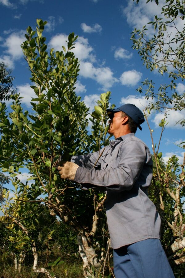 Passalacqua logró que Nación extienda por un año la compatibilidad entre el empleo rural y los planes sociales 2 4 - tareferos 3 - 3