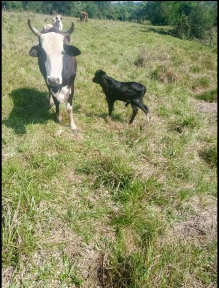 Creyó que le habían robado la vaca y el ternero pero los policías rurales los encontraron atrapados en un arroyo 1 2 - vaca y ternero 1 - 1