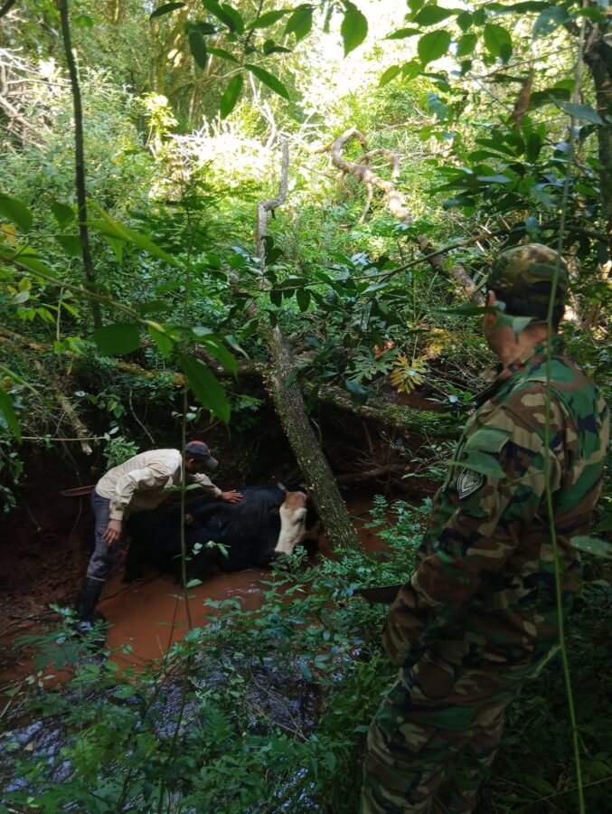 Creyó que le habían robado la vaca y el ternero pero los policías rurales los encontraron atrapados en un arroyo 2 4 - vaca y ternero 2 - 3