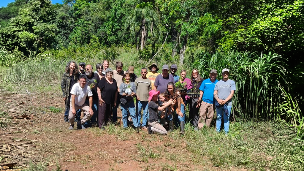Misiones apuesta a la arborización de yerbales para mejorar la producción y proteger el suelo 1 2 - yerbales misiones 1 - 1