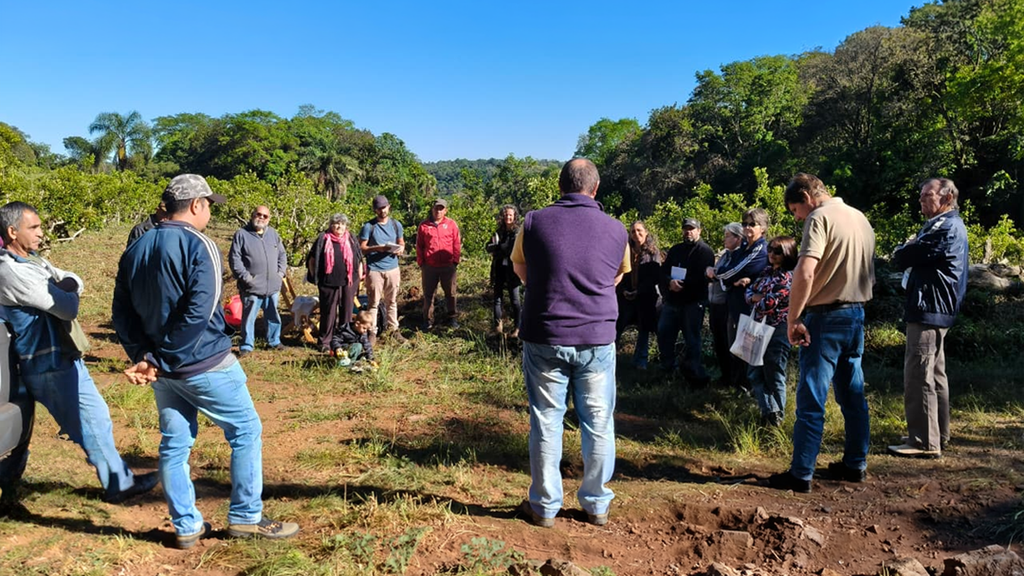Misiones apuesta a la arborización de yerbales para mejorar la producción y proteger el suelo 2 4 - yerbales misiones 3 - 3